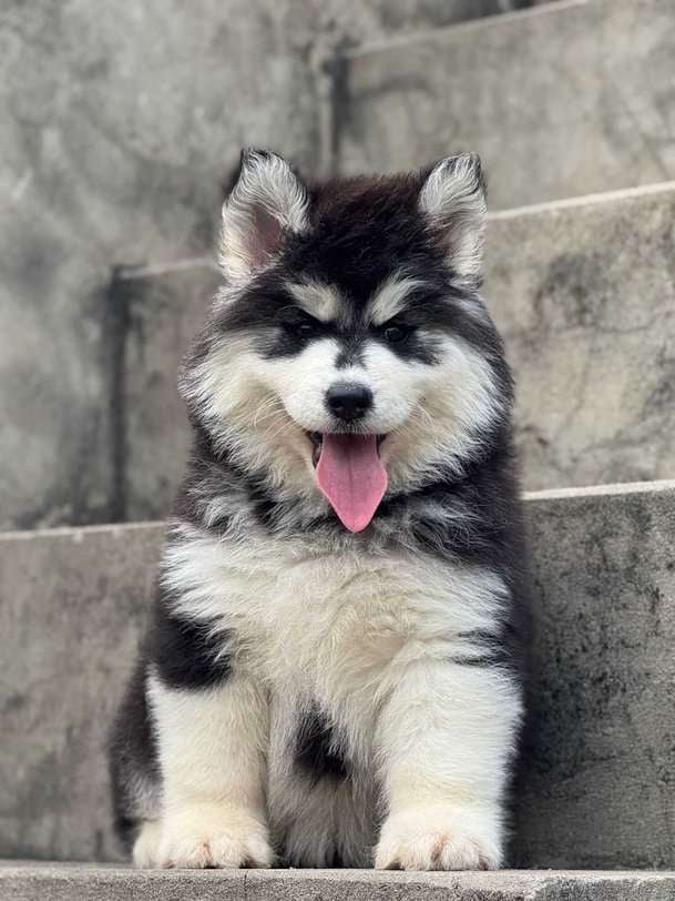 Siberian Husky For Sale In Varanasi