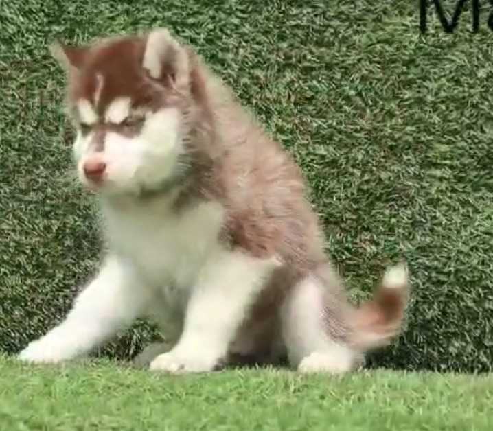 Siberian Husky For Sale In Varanasi