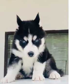 Siberian Husky For Sale In Varanasi