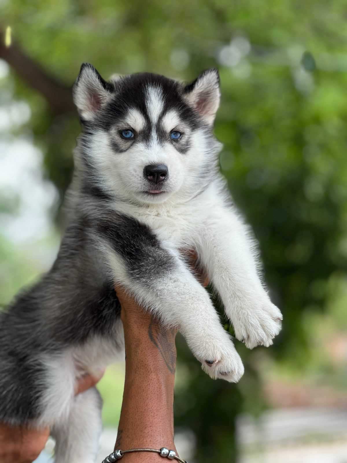 Siberian Husky For Sale In Varanasi