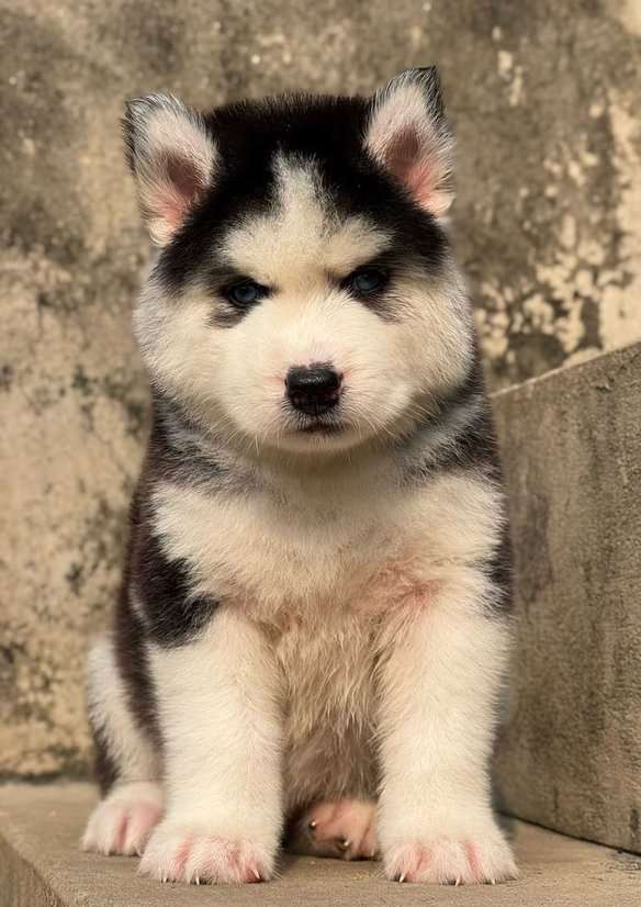 Siberian Husky For Sale In Nagpur