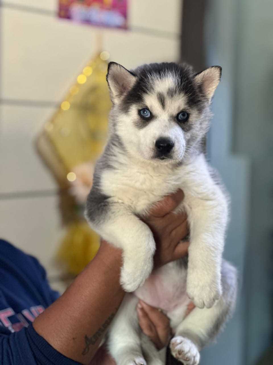 Siberian Husky For Sale In Nagpur