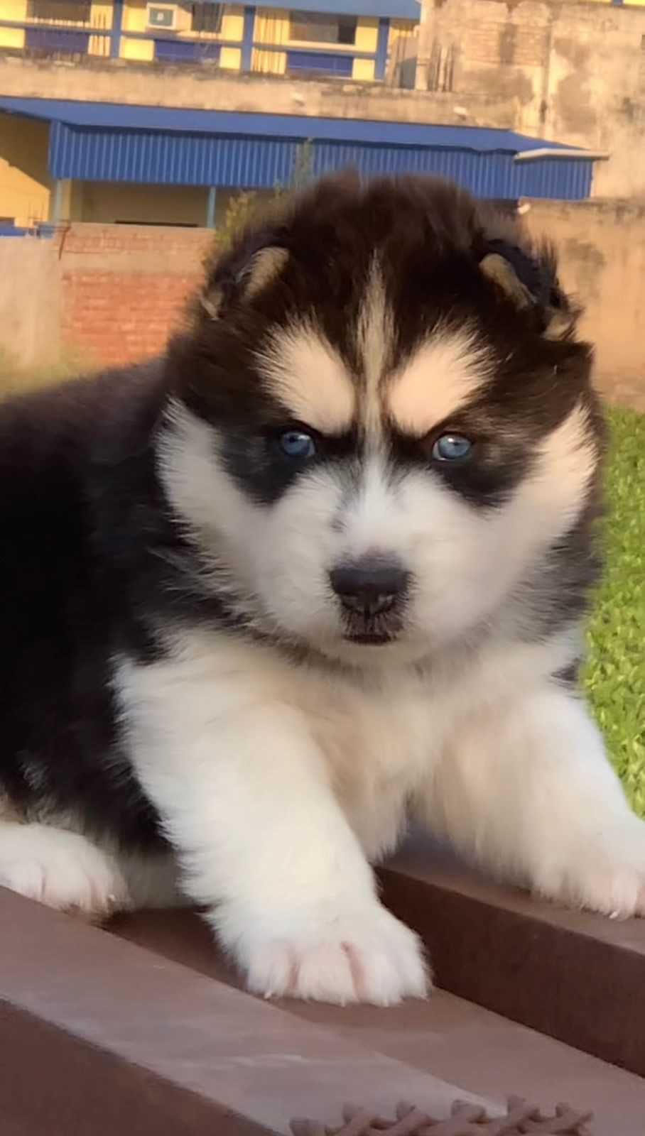 Siberian Husky For Sale In Nagpur