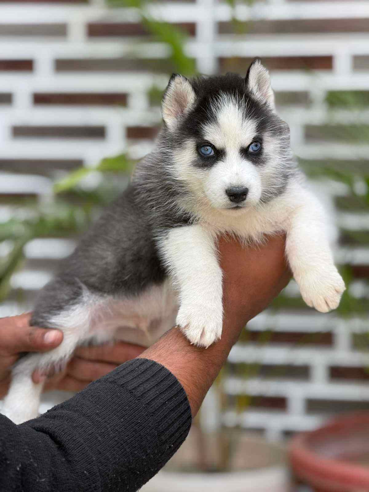 Siberian Husky For Sale In Nagpur