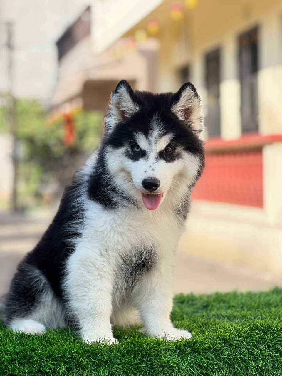 Siberian Husky For Sale In Nagpur