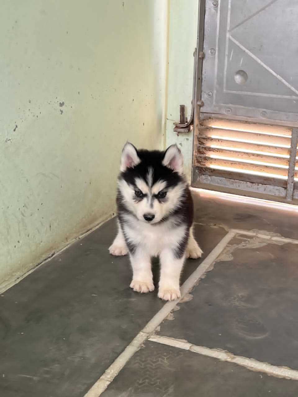 Siberian Husky For Sale In Nagpur