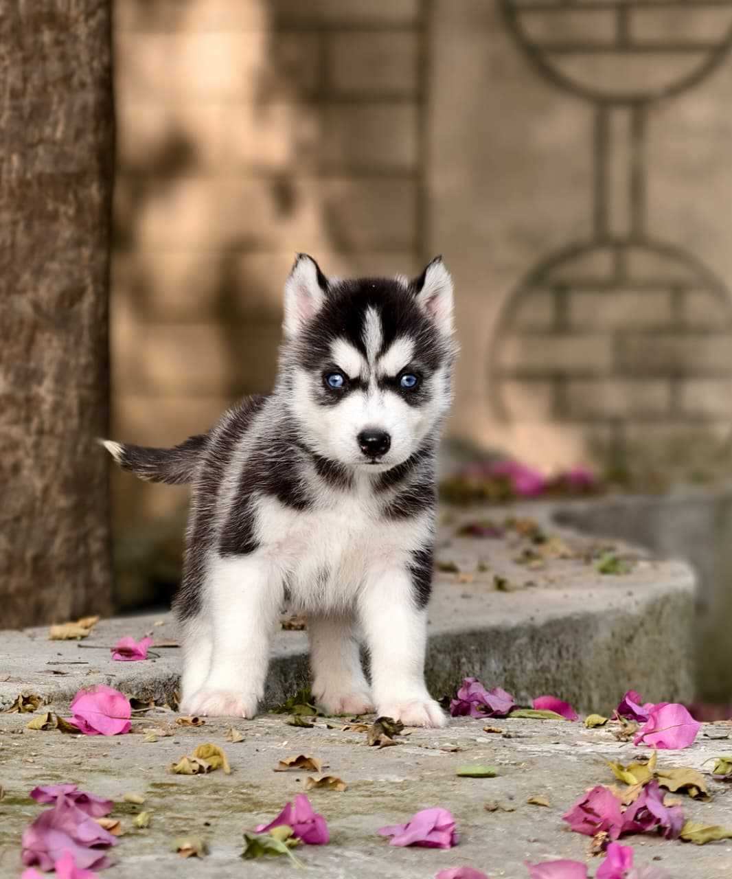 Siberian Husky For Sale In Nellore