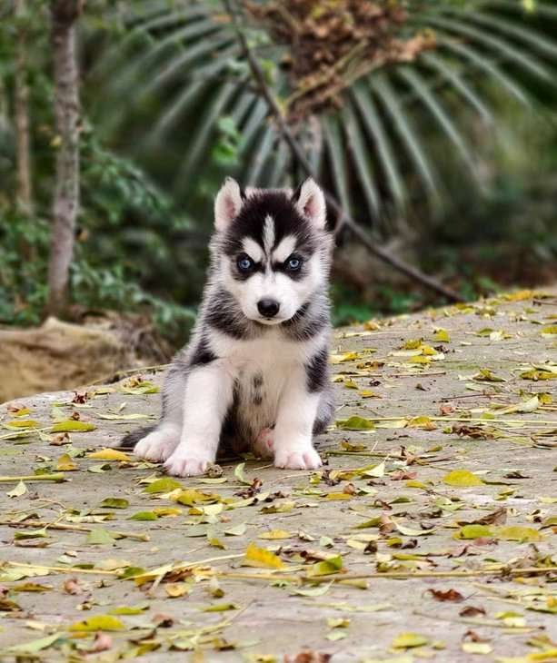 Siberian Husky For Sale In Nellore