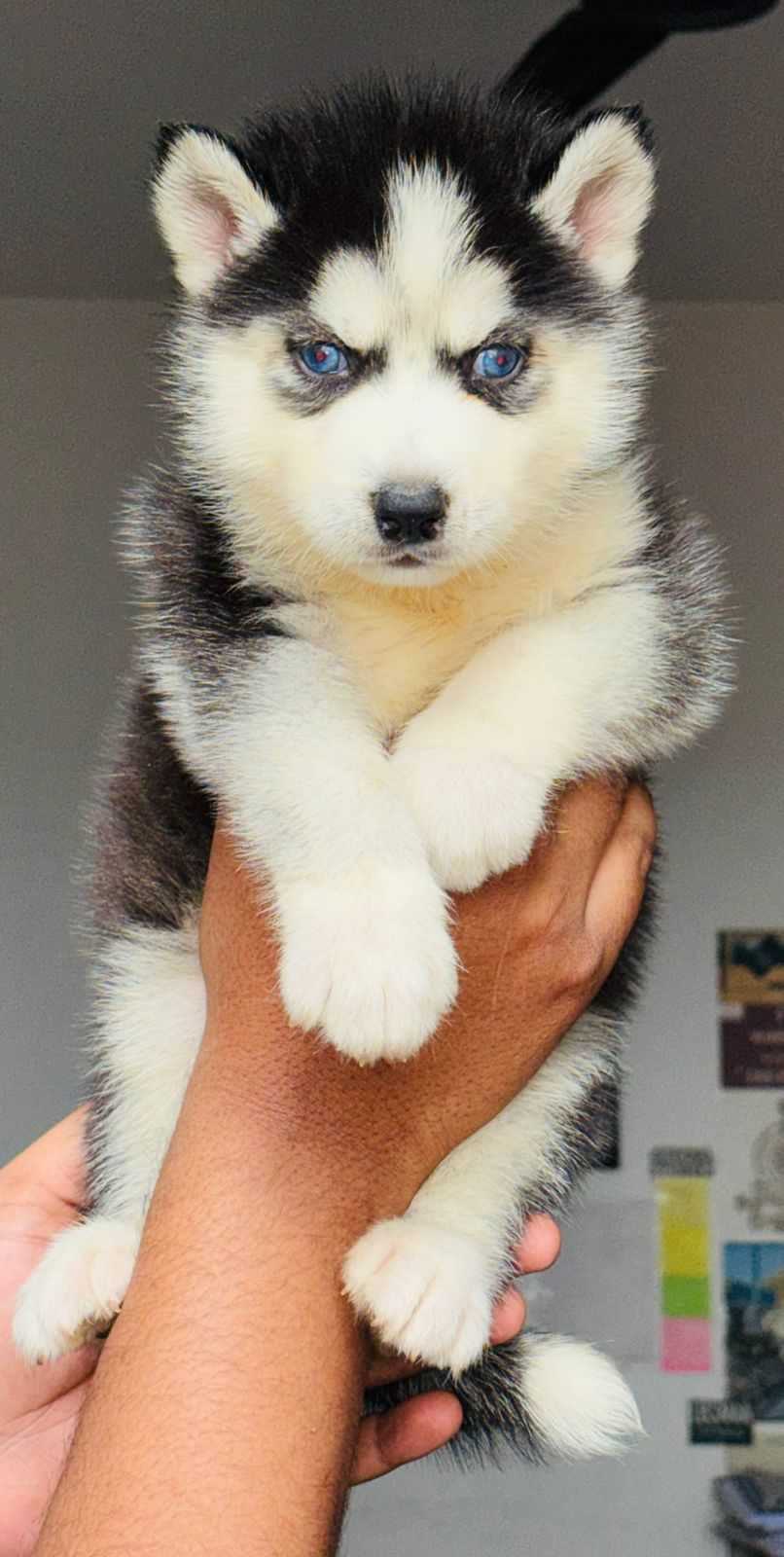 Siberian Husky For Sale In Nellore