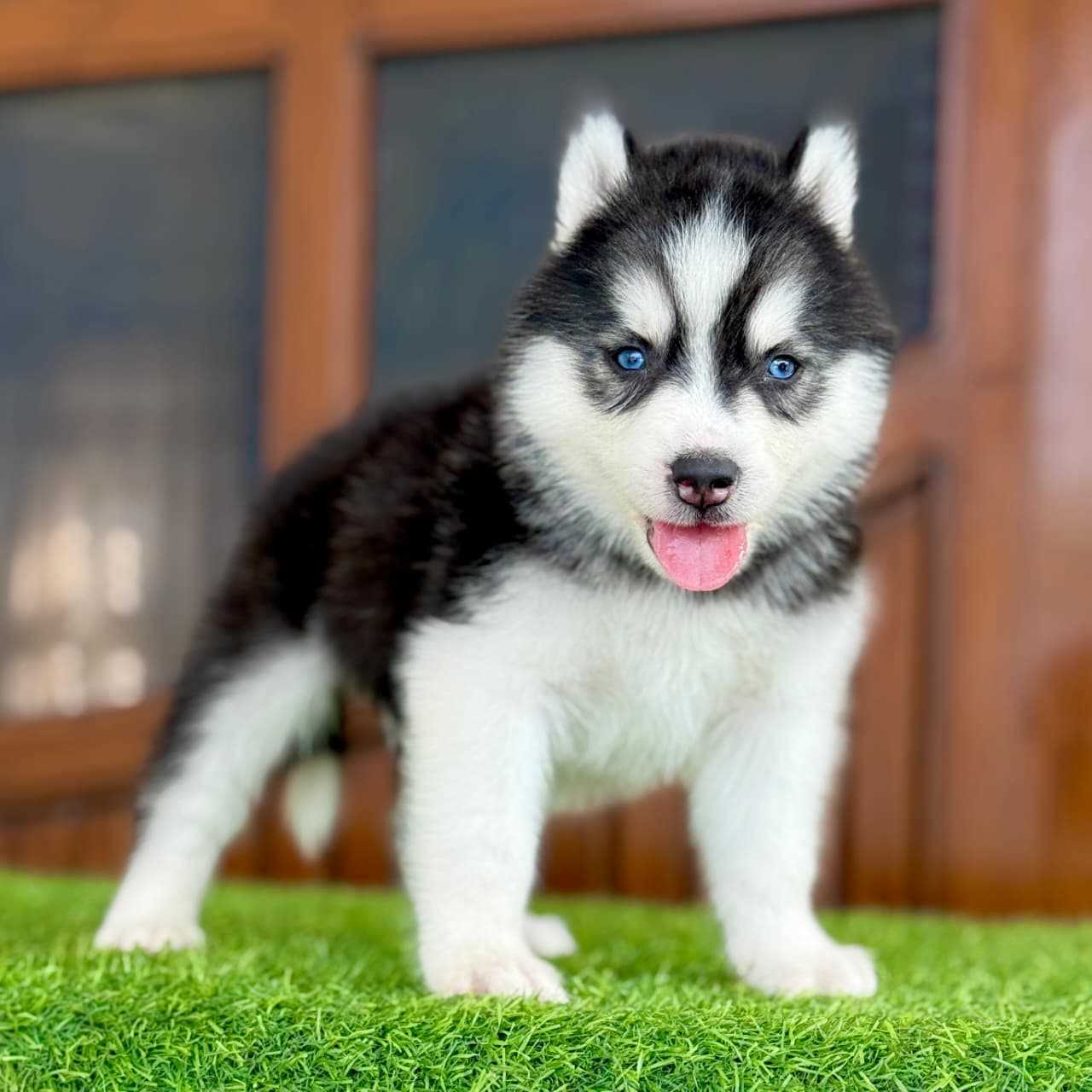 Siberian Husky For Sale In Nellore
