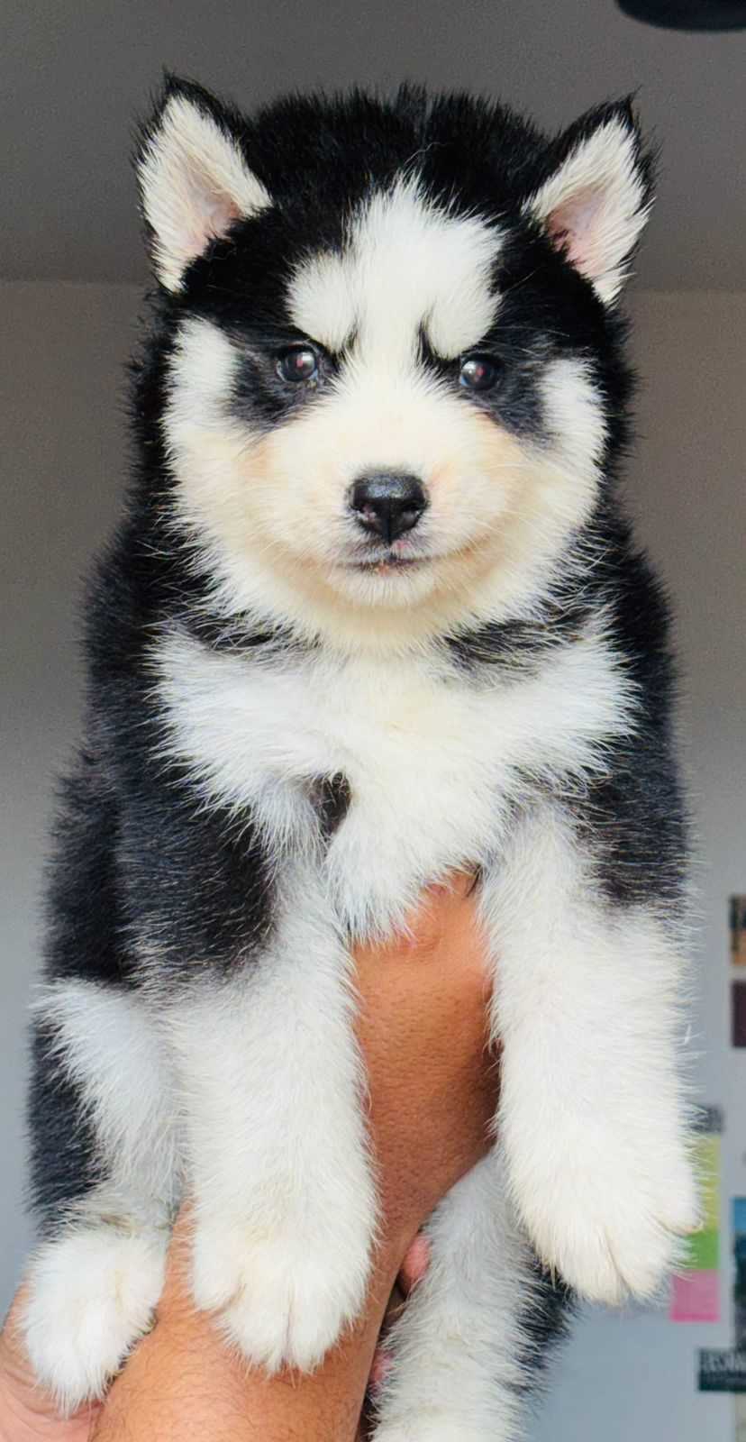 Siberian Husky For Sale In Nellore