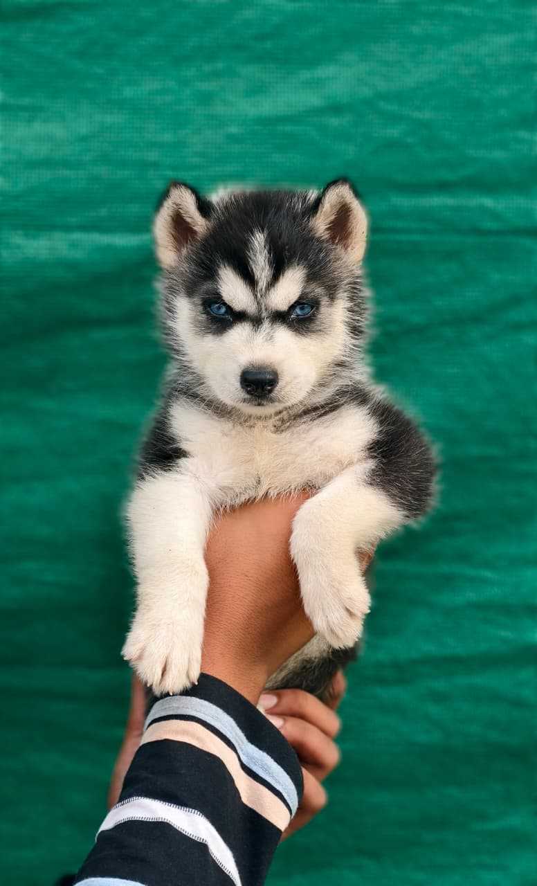 Siberian Husky For Sale In Nellore
