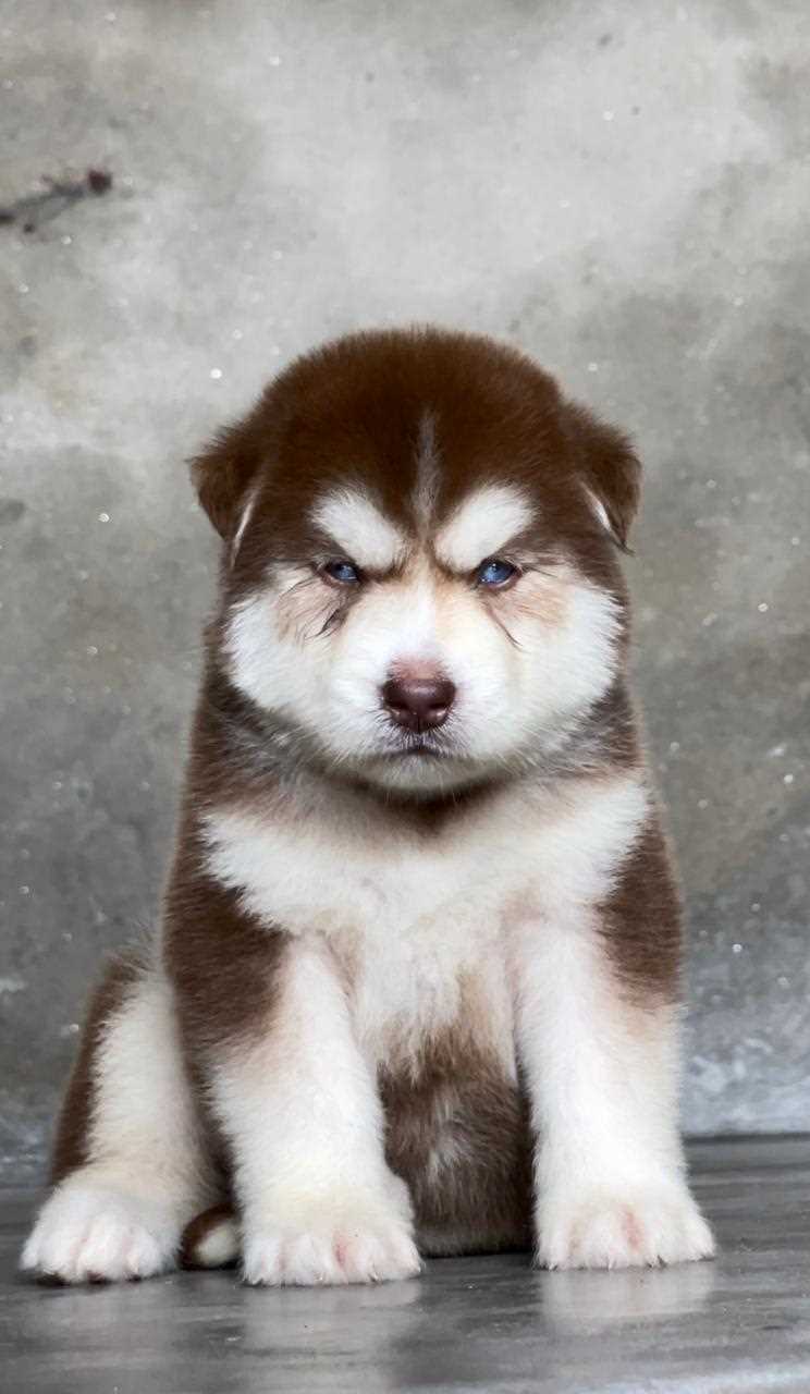 Siberian Husky For Sale In Nellore