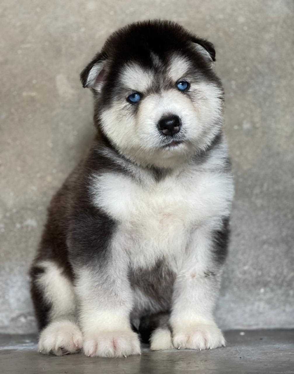 Siberian Husky For Sale In Nellore
