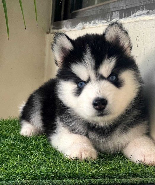 Siberian Husky For Sale In Nellore