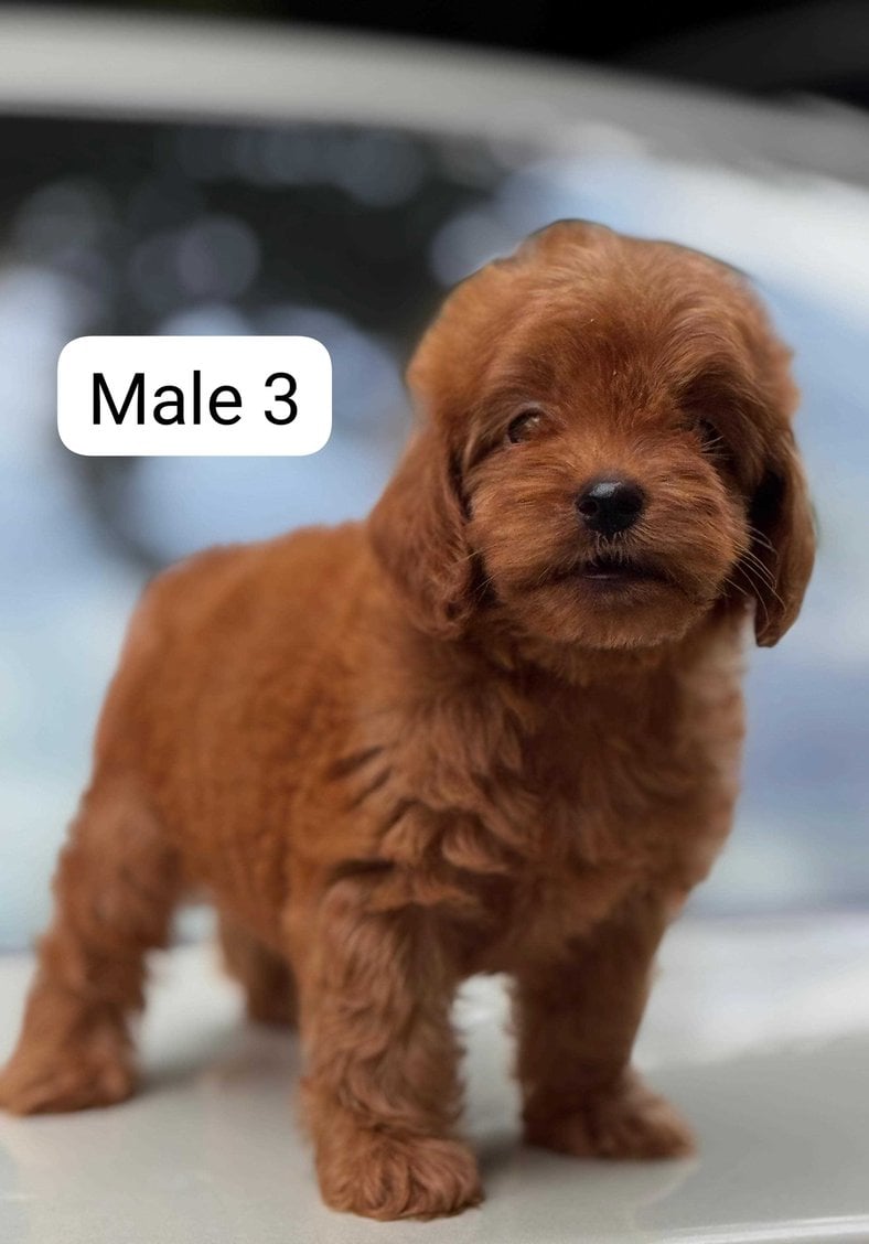 Poodle For Sale In Coimbatore