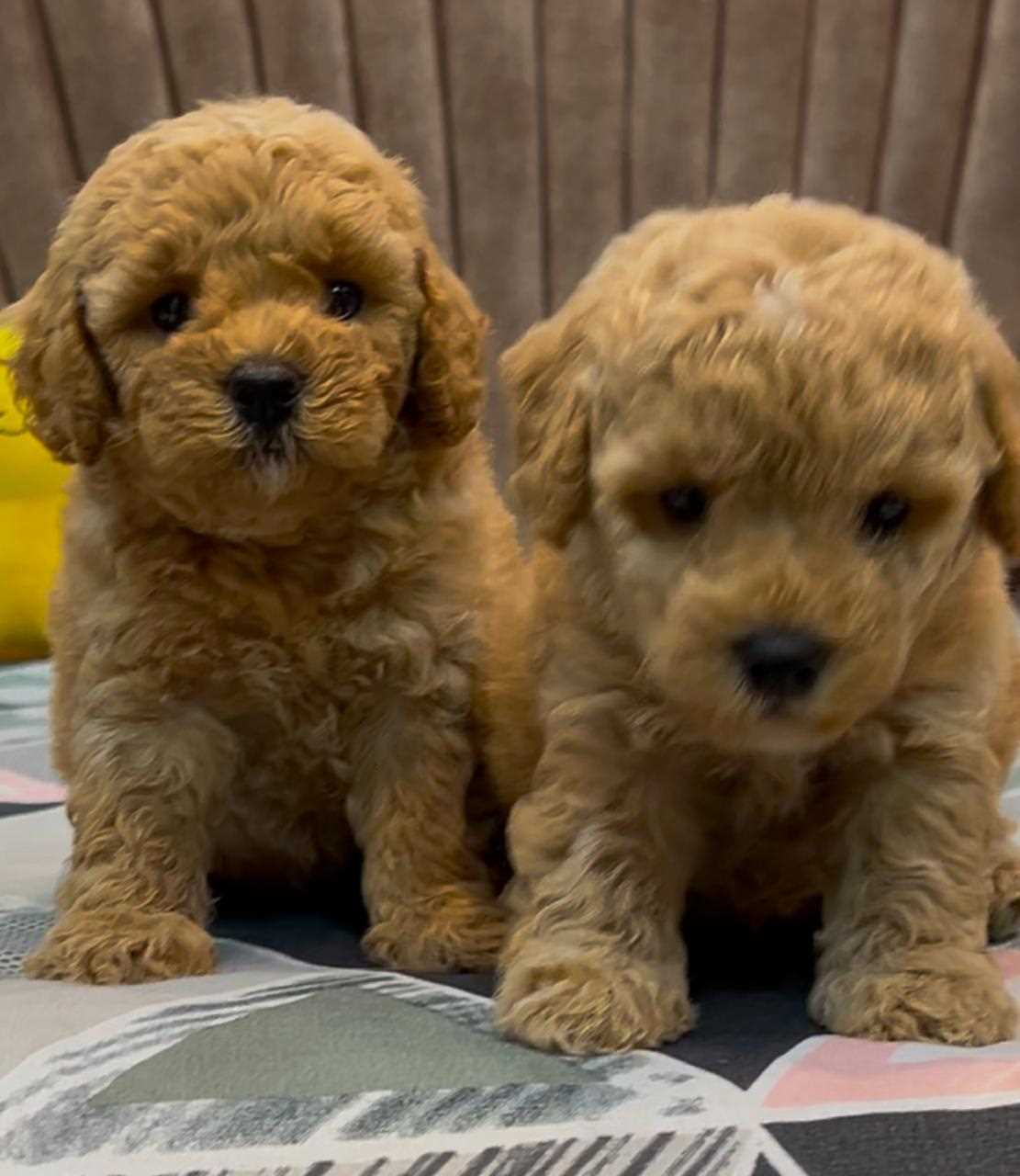 Poodle For Sale In Coimbatore