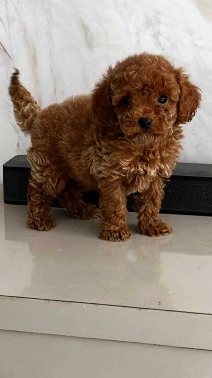 Poodle For Sale In Coimbatore