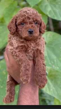 Poodle For Sale In Coimbatore