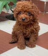 Poodle For Sale In Coimbatore