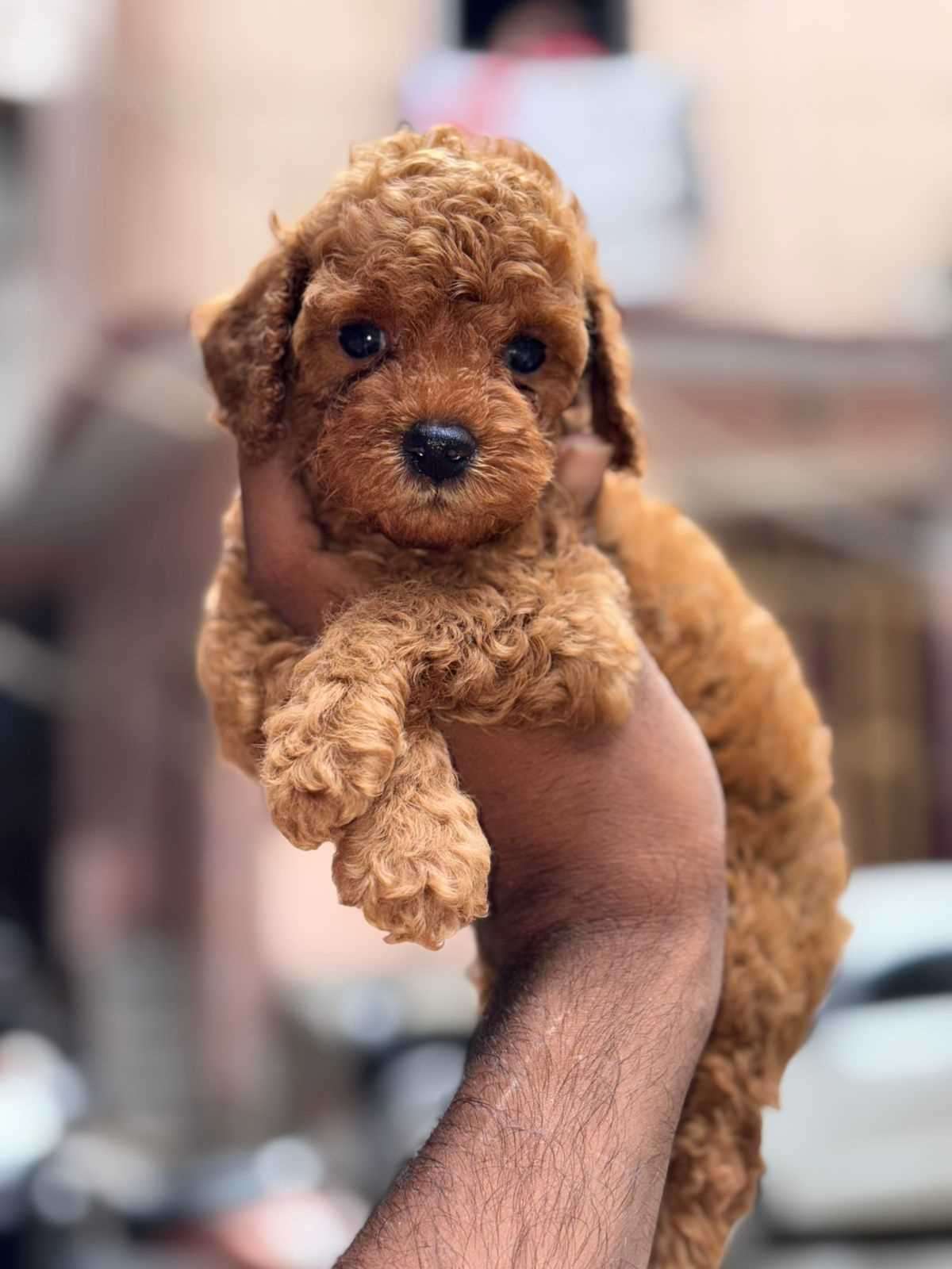 Poodle For Sale In Coimbatore