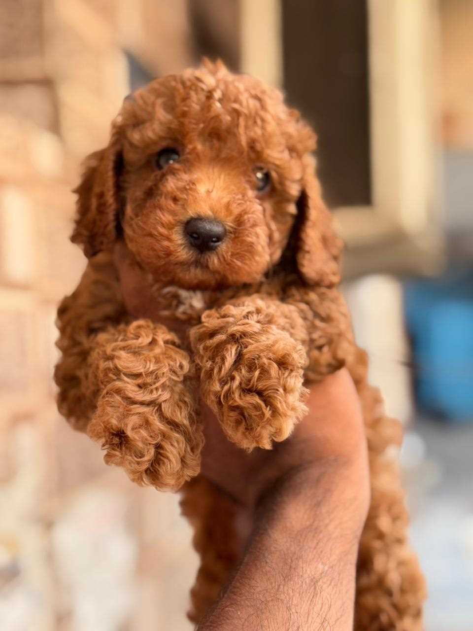Poodle For Sale In Coimbatore