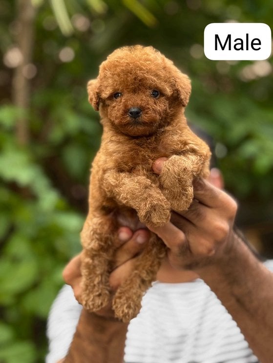 Poodle For Sale In Coimbatore