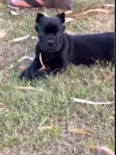 Cane Corso For Sale In Kolkata