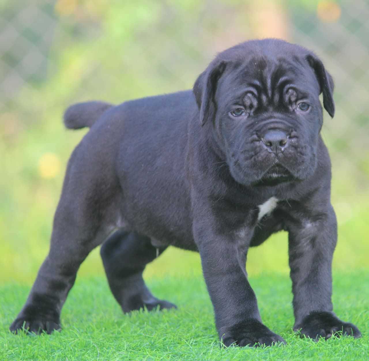Cane Corso For Sale In Kolkata