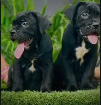 Cane Corso For Sale In Kolkata