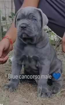 Cane Corso For Sale In Kolkata