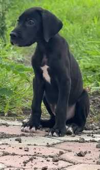 Cane Corso For Sale In Kolkata