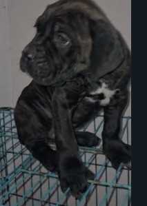 Cane Corso For Sale In Kolkata