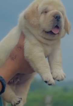 Labrador Retriever For Sale In Vadodara