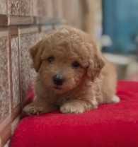 Poodle For Sale In Ludhiana