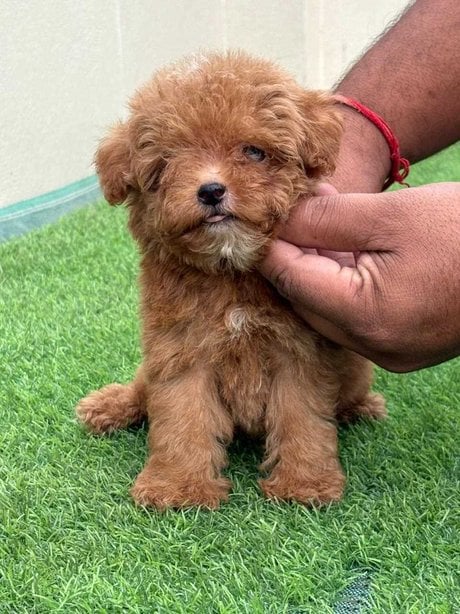 Poodle For Sale In Ludhiana