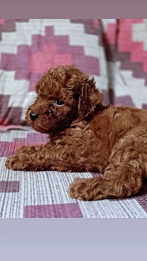 Poodle For Sale In Amritsar