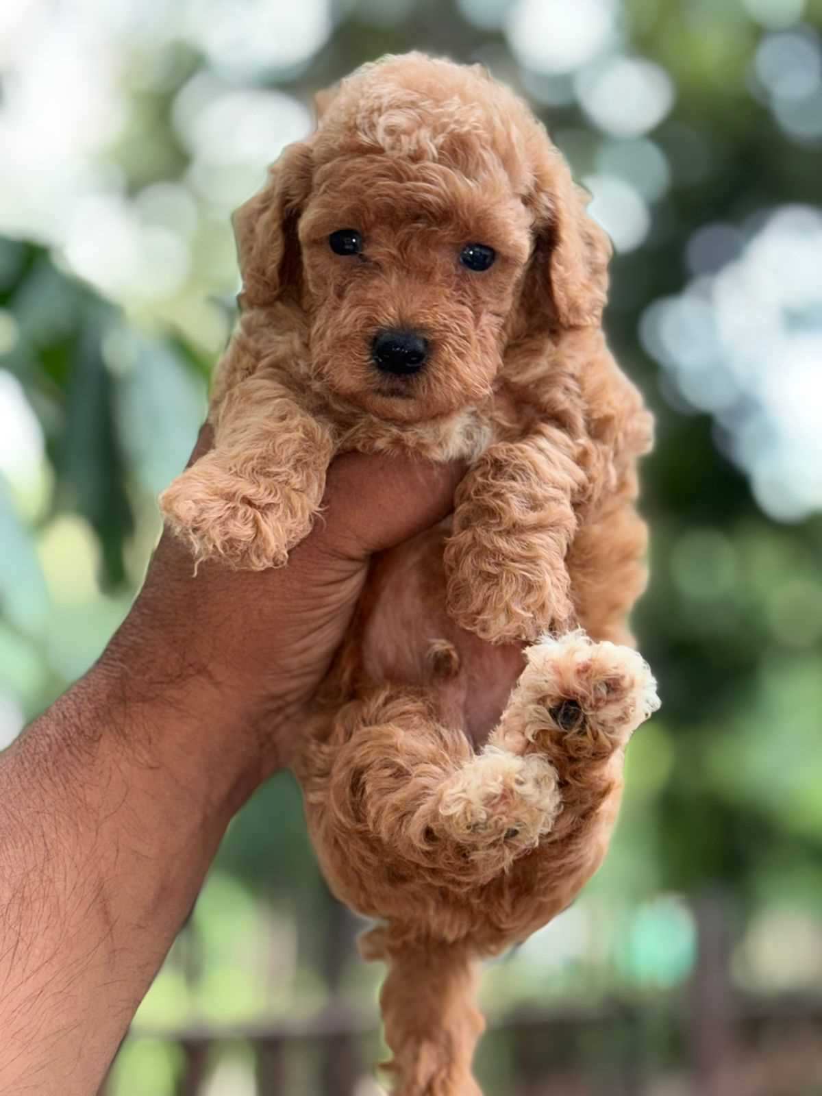 Poodle For Sale In Ludhiana
