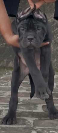 Cane Corso For Sale In Vadodara