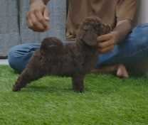 Poodle For Sale In Thiruvananthapuram