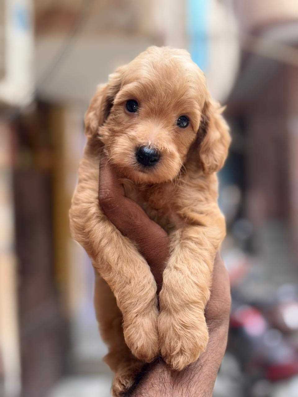 Poodle For Sale In Thiruvananthapuram