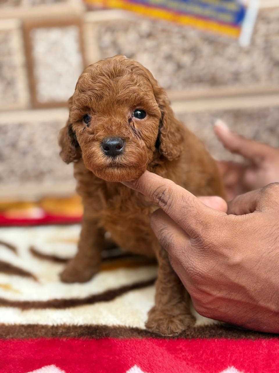 Poodle For Sale In Thiruvananthapuram