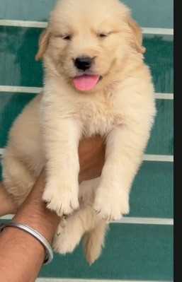 Golden Retriever For Sale In Thiruvananthapuram
