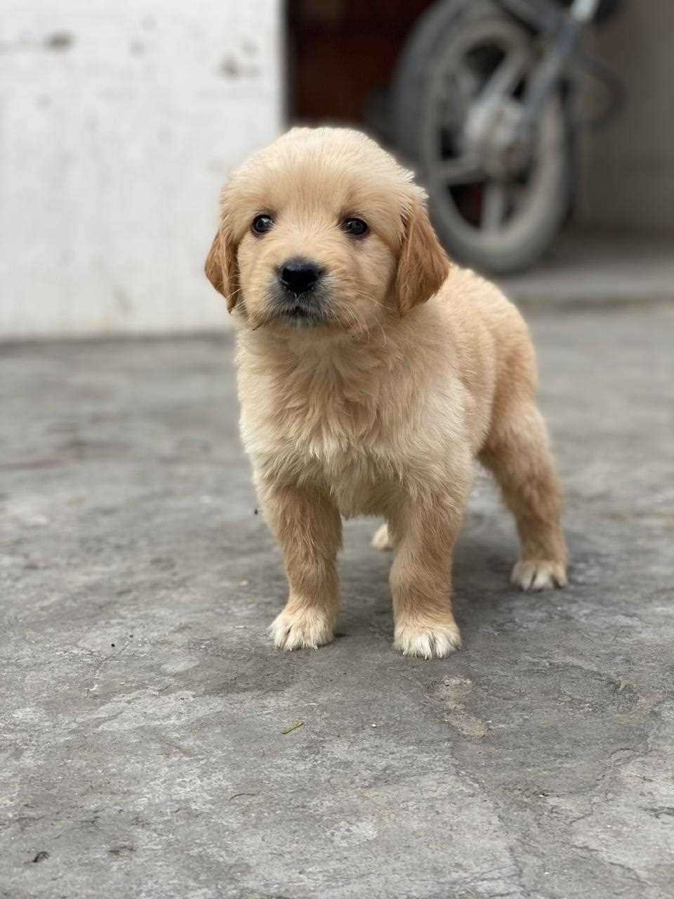 Golden Retriever For Sale In Thiruvananthapuram