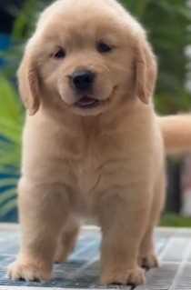 Golden Retriever For Sale In Thiruvananthapuram