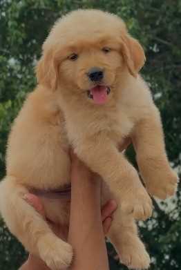 Golden Retriever For Sale In Ghaziabad