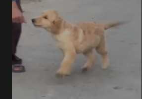 Golden Retriever For Sale In Ghaziabad