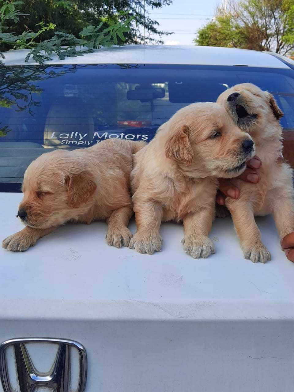 Golden Retriever For Sale In Ghaziabad