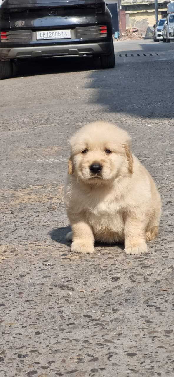 Golden Retriever For Sale In Ghaziabad