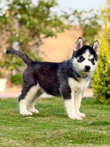 Siberian Husky For Sale In Vijayawada